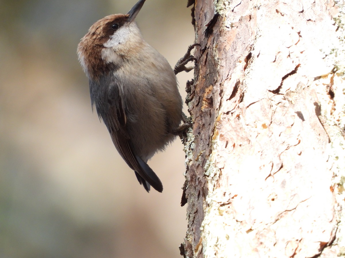 Brown-headed Nuthatch - ML546571951