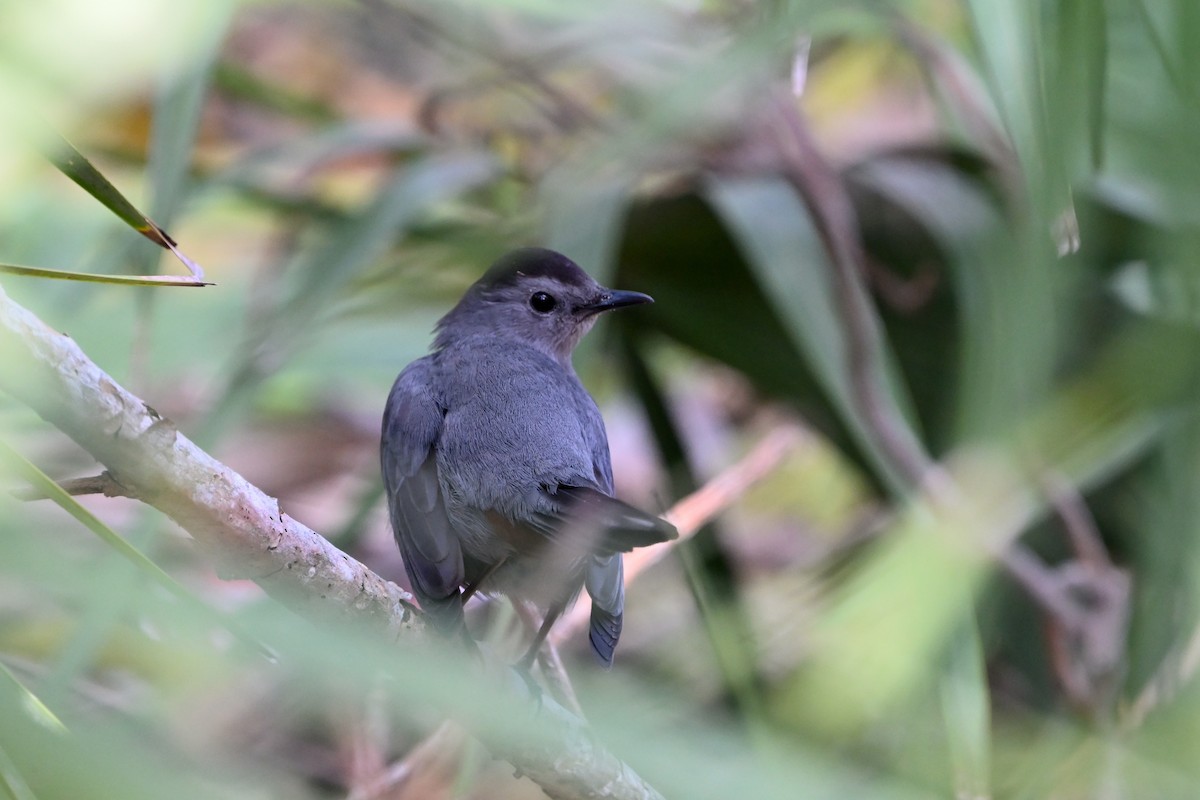 Gray Catbird - ML546571991