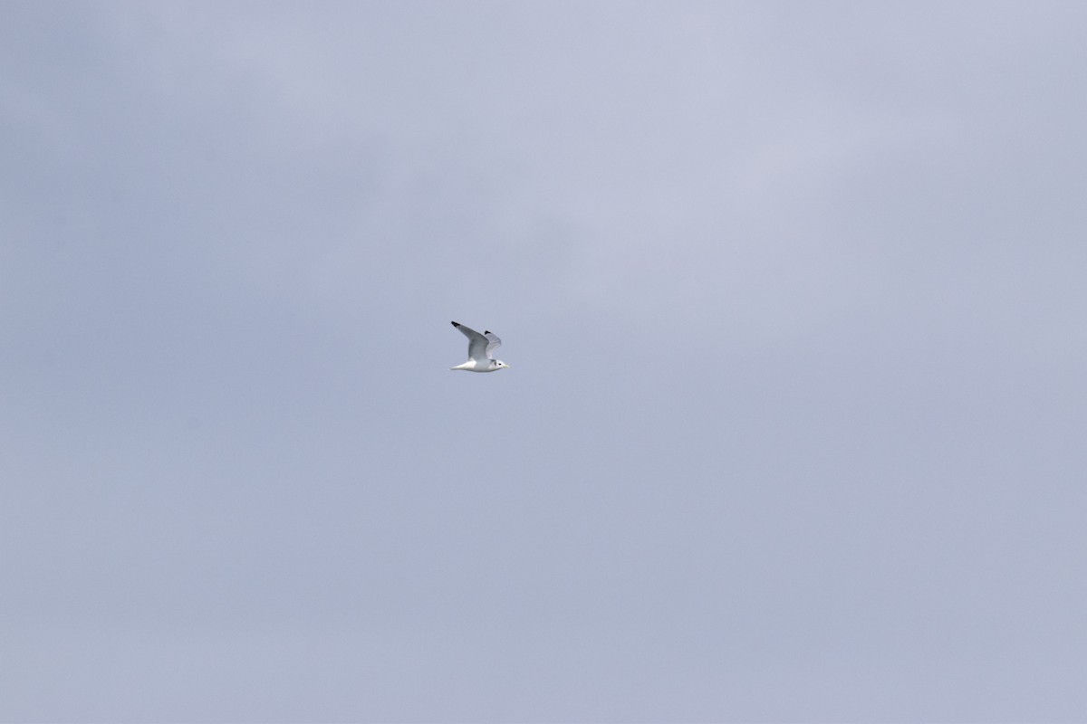 Black-legged Kittiwake - ML546572331