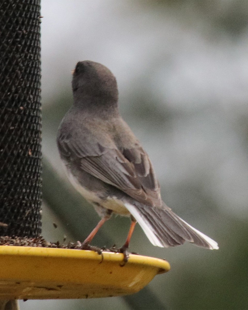 Dark-eyed Junco - John Cyrus