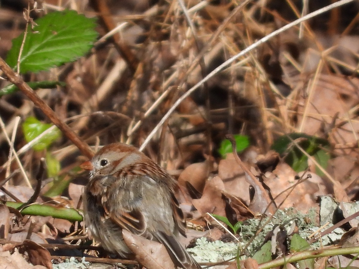 Field Sparrow - ML546572861