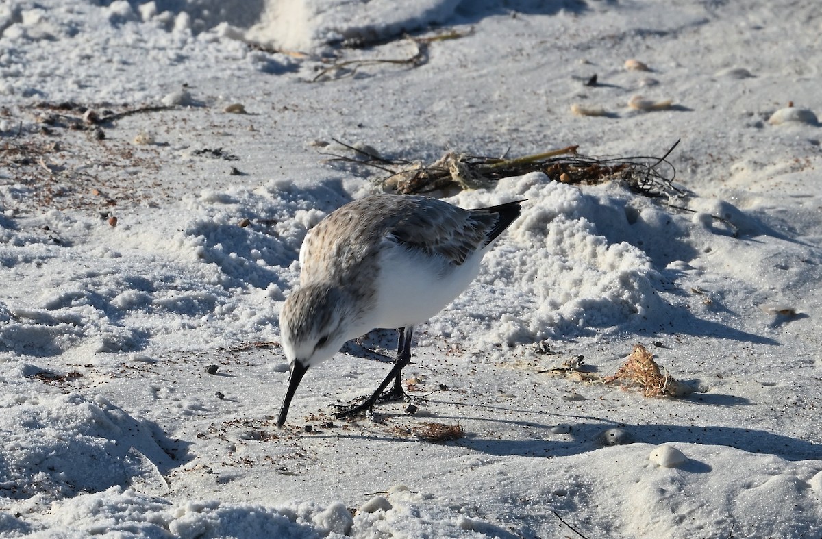 Sanderling - ML546572981