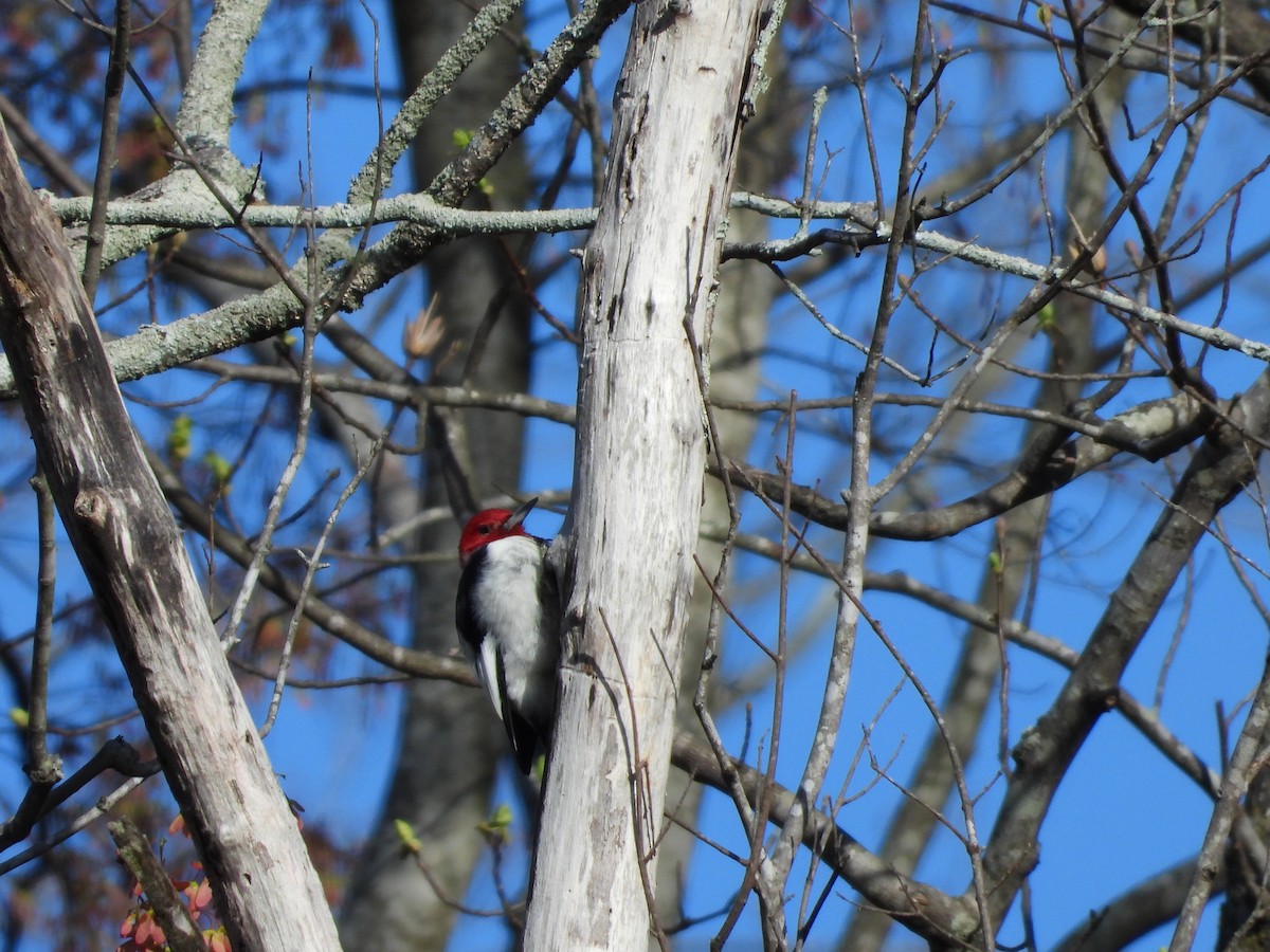 Red-headed Woodpecker - ML546573021