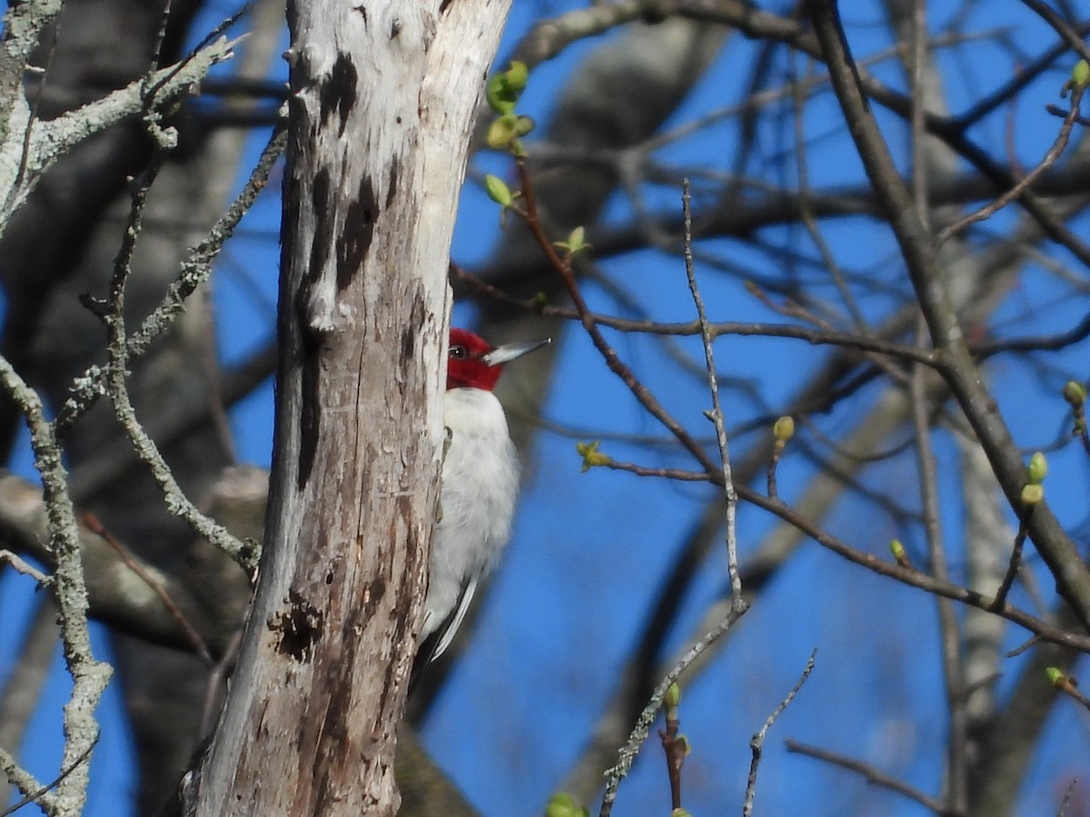 Red-headed Woodpecker - ML546573061