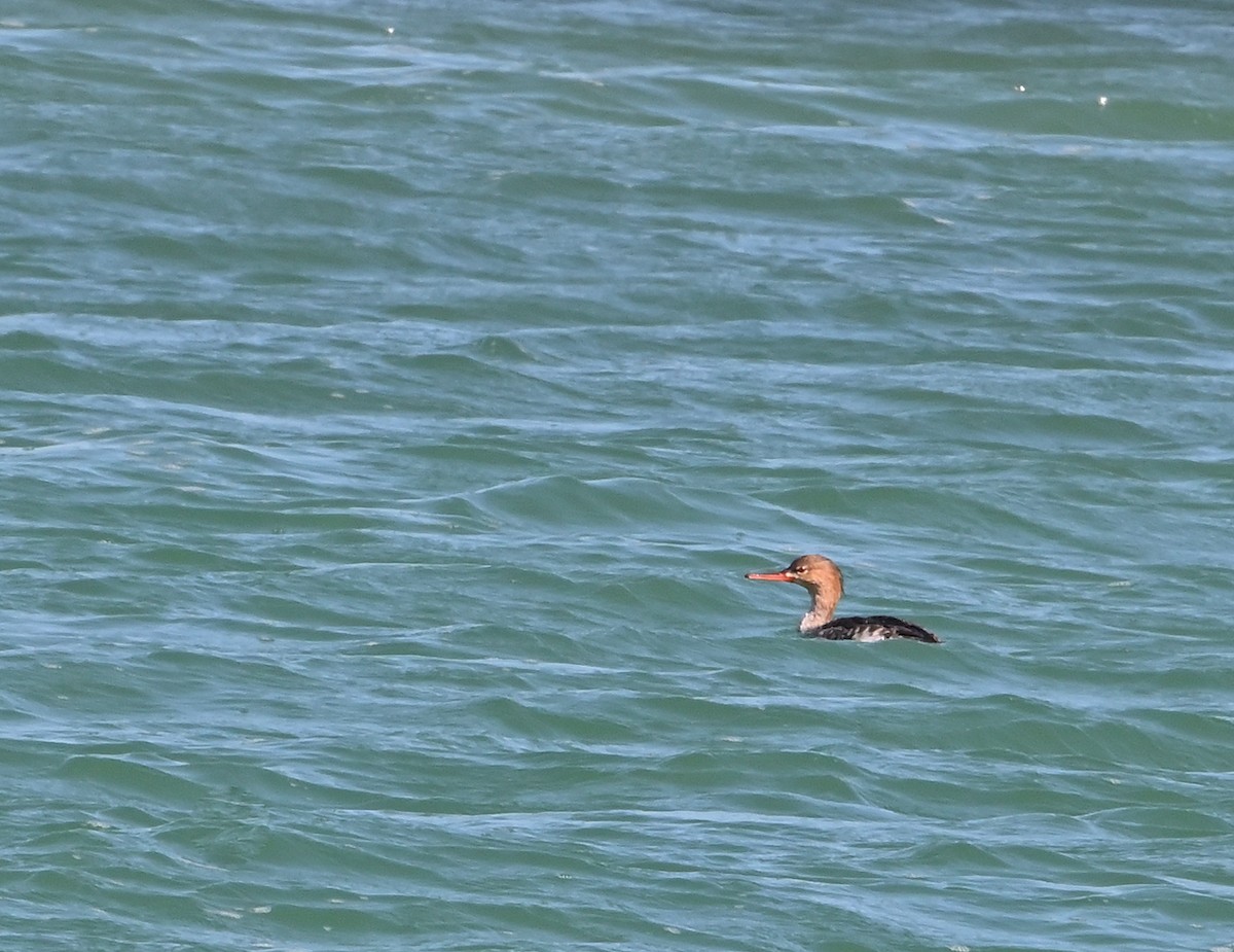 Red-breasted Merganser - ML546573151