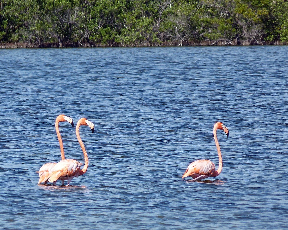 Amerika Flamingosu - ML546573761