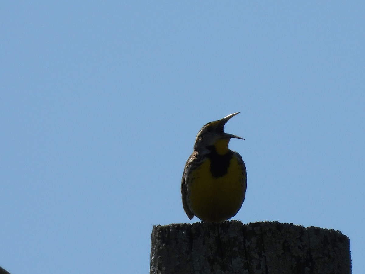 Eastern Meadowlark - ML546575551