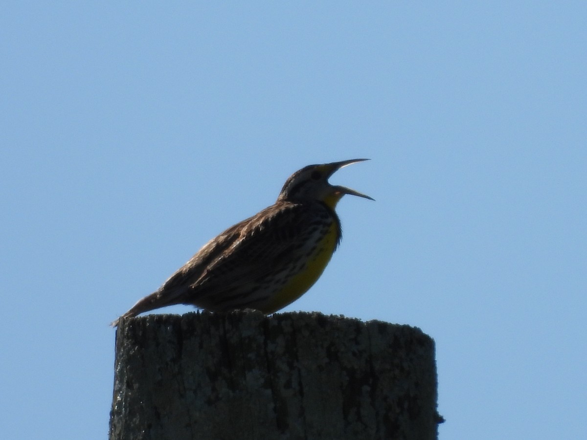 Eastern Meadowlark - ML546575561