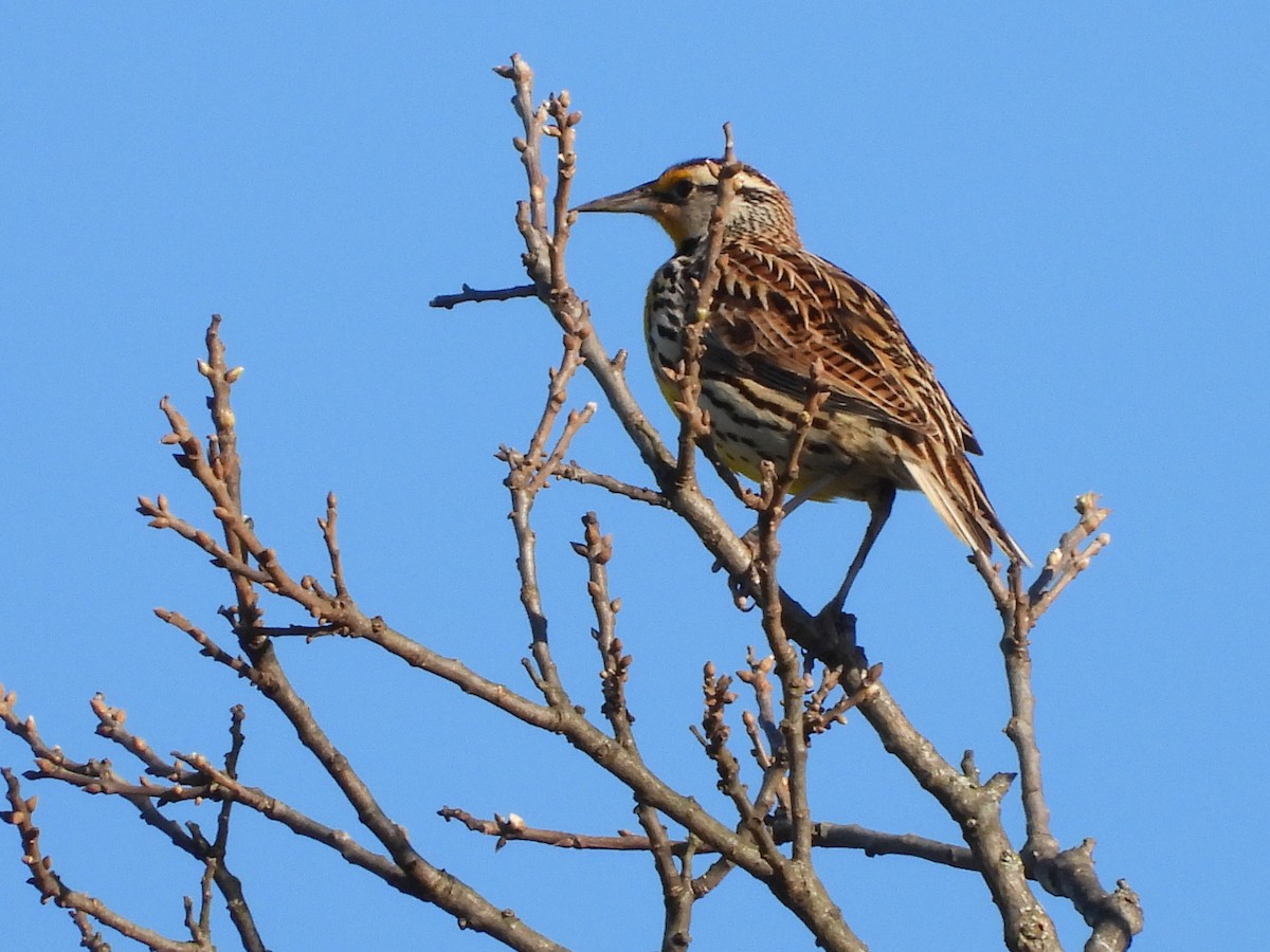 Eastern Meadowlark - ML546575581