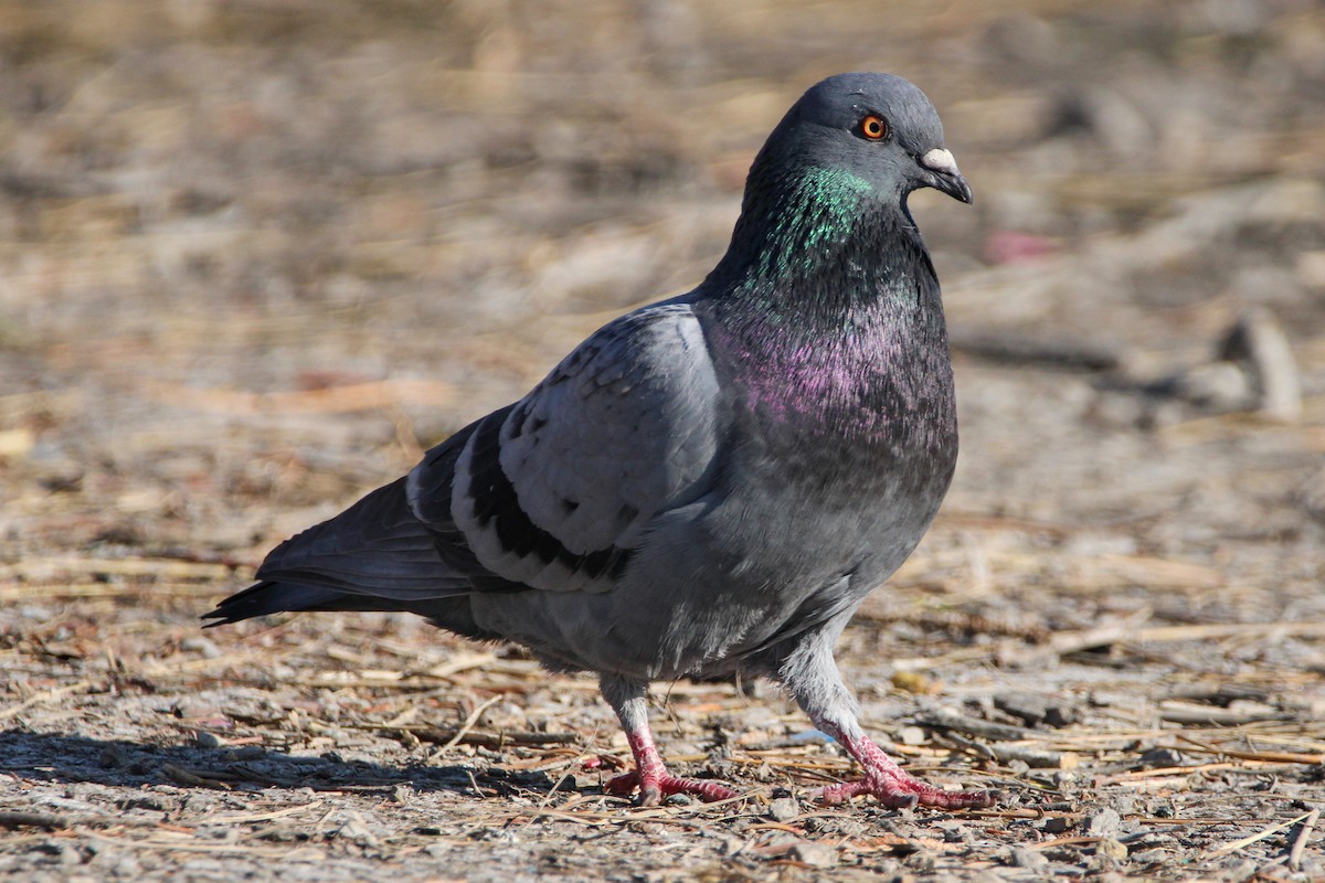 Rock Pigeon (Feral Pigeon) - ML546578631