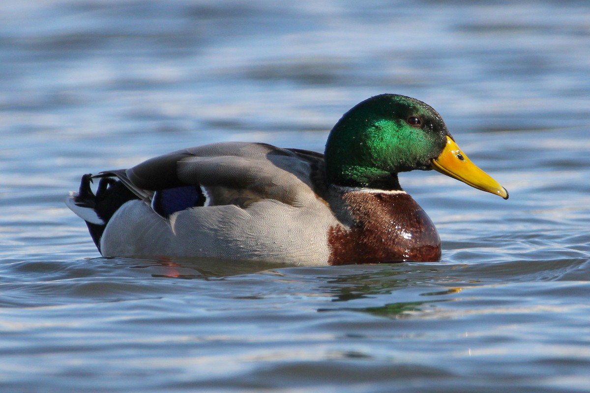 Mallard - ML546578661