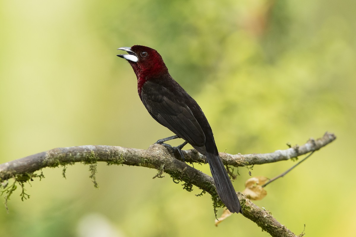 Silver-beaked Tanager - ML546578781