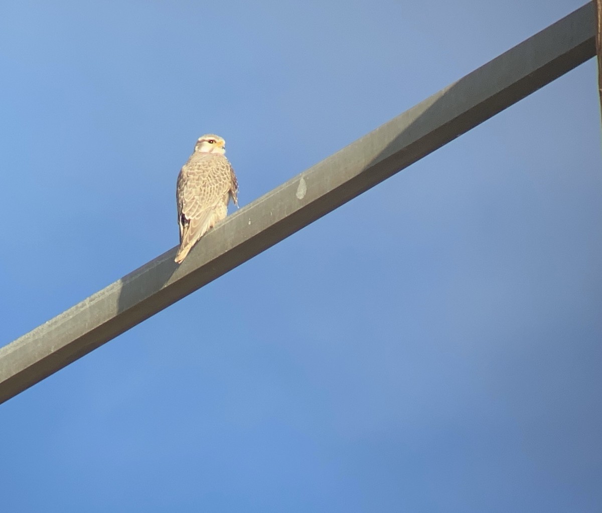 Prairie Falcon - ML546579111