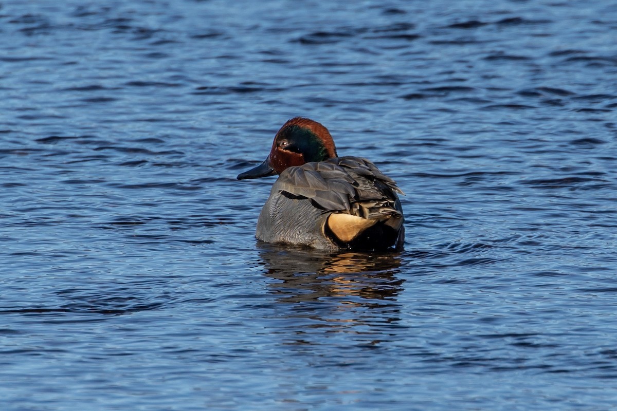 Green-winged Teal - ML546579531