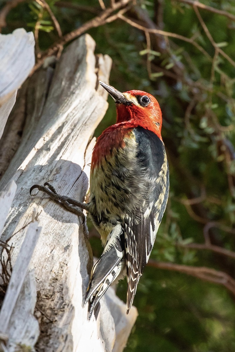 Red-breasted Sapsucker - ML546580011