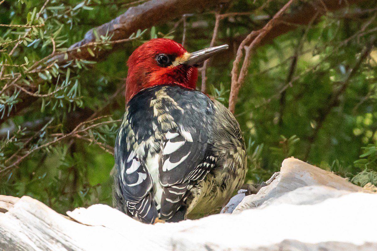 Red-breasted Sapsucker - ML546580021