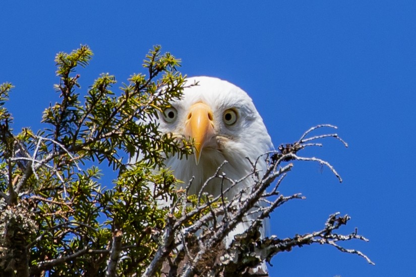 Bald Eagle - ML546580281