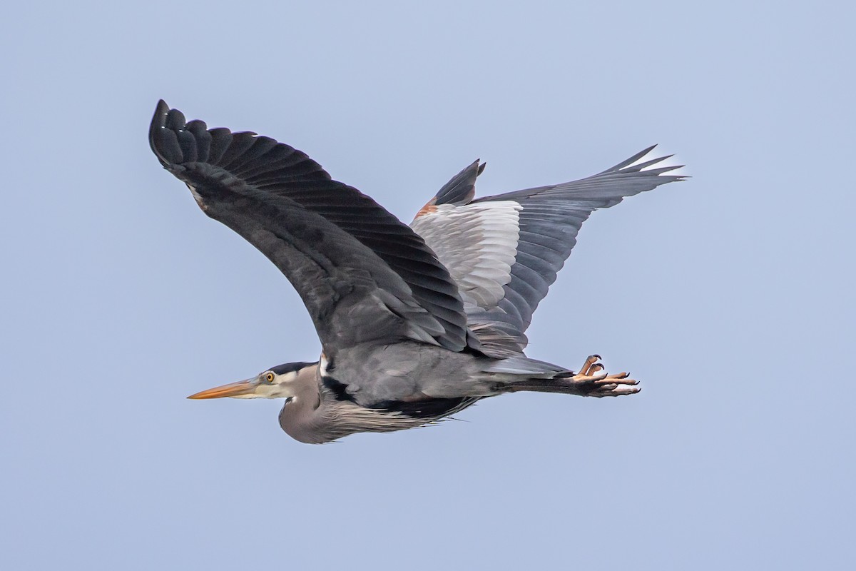 Great Blue Heron - ML546580501