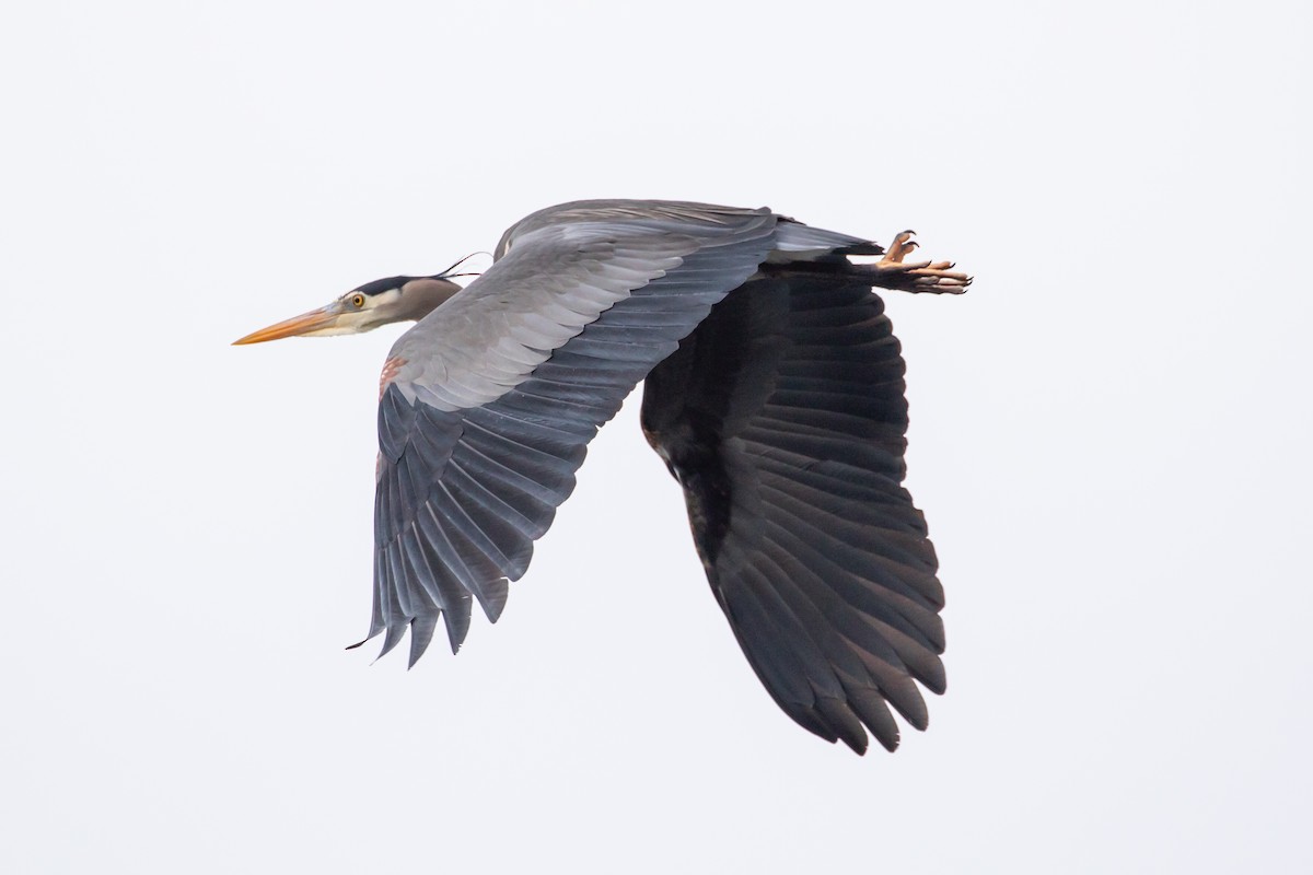 Great Blue Heron - ML546580511