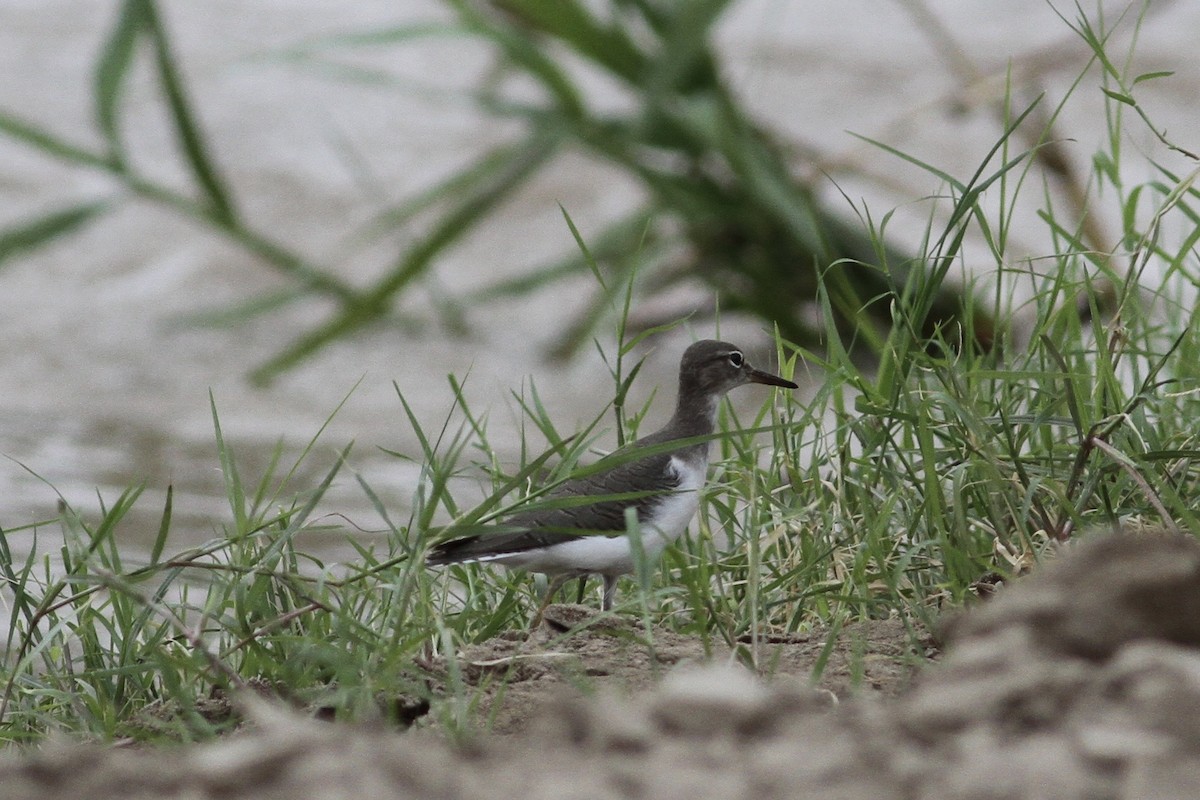 Spotted Sandpiper - ML546580691