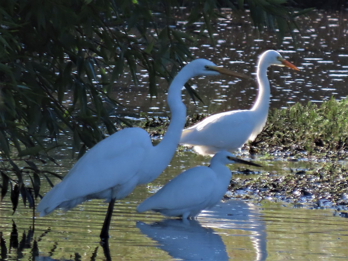 Little Egret - ML546580841