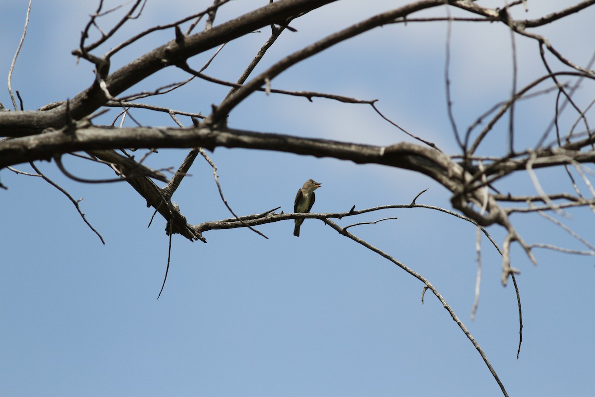 Olive-sided Flycatcher - ML546581061