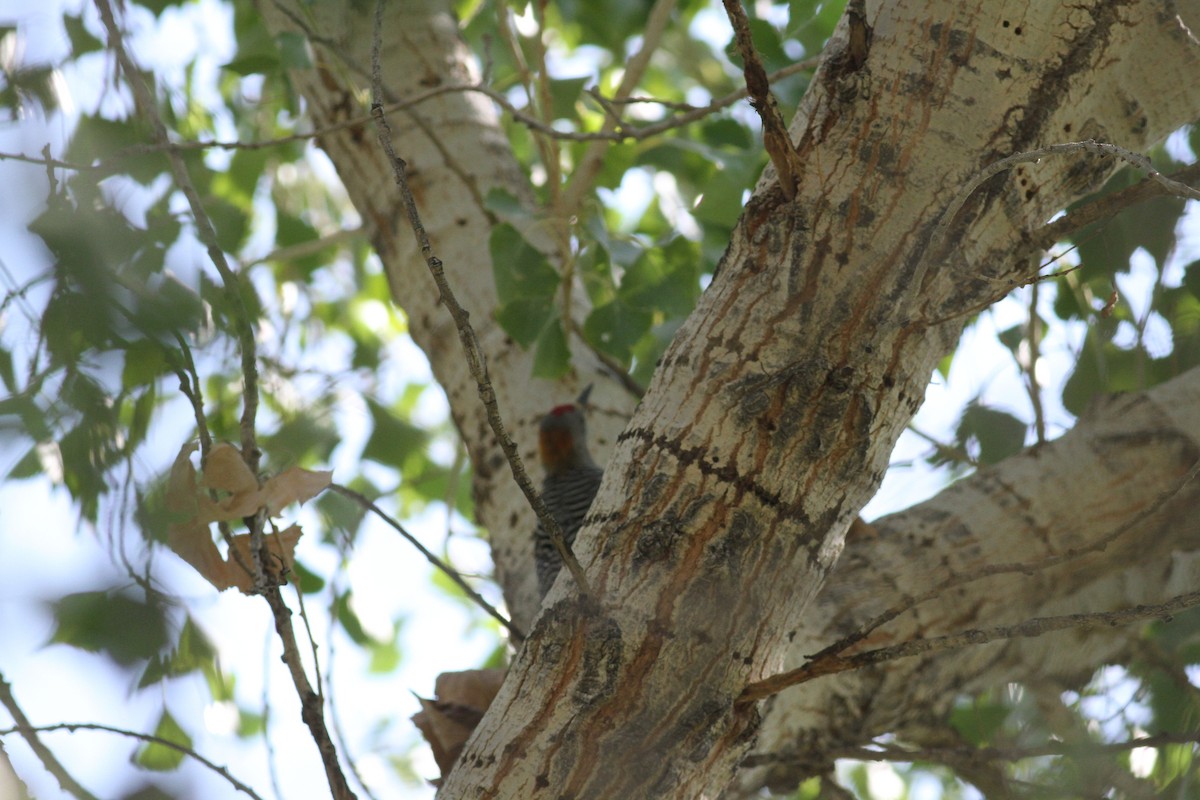 Golden-fronted Woodpecker - ML546581211