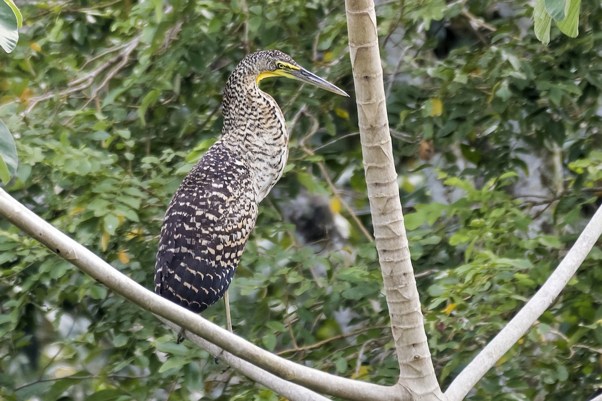 Bare-throated Tiger-Heron - ML546581331