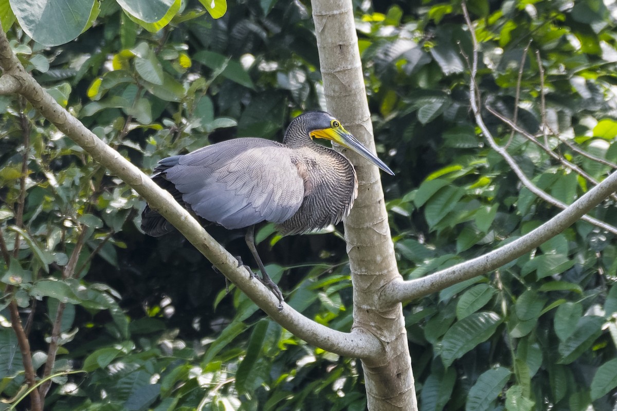 Bare-throated Tiger-Heron - ML546581341