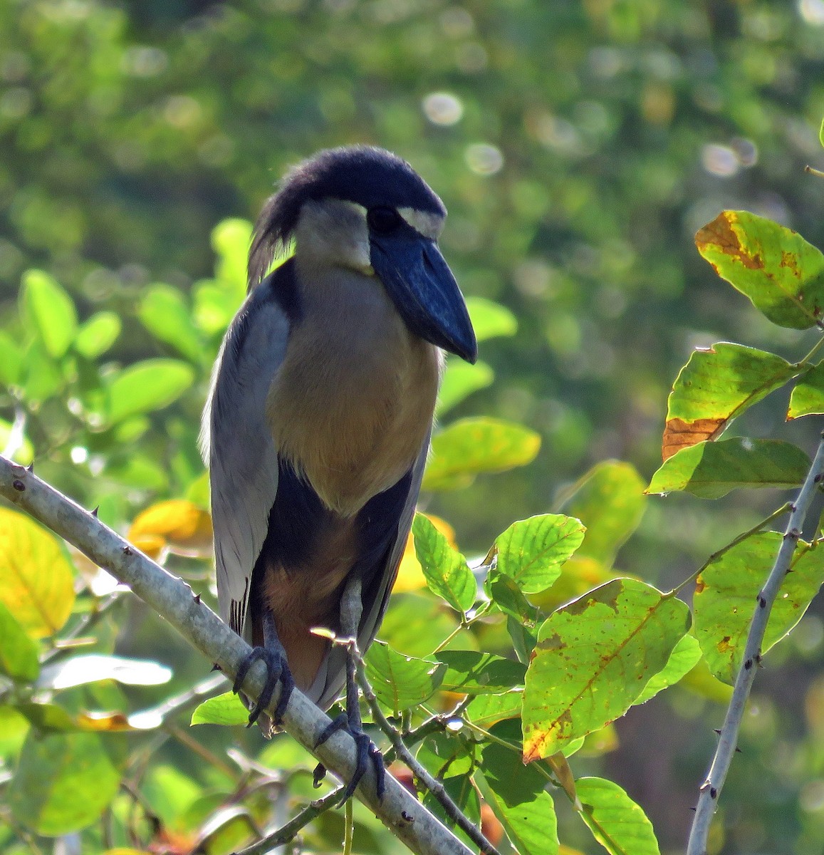 Boat-billed Heron (Southern) - ML546581361