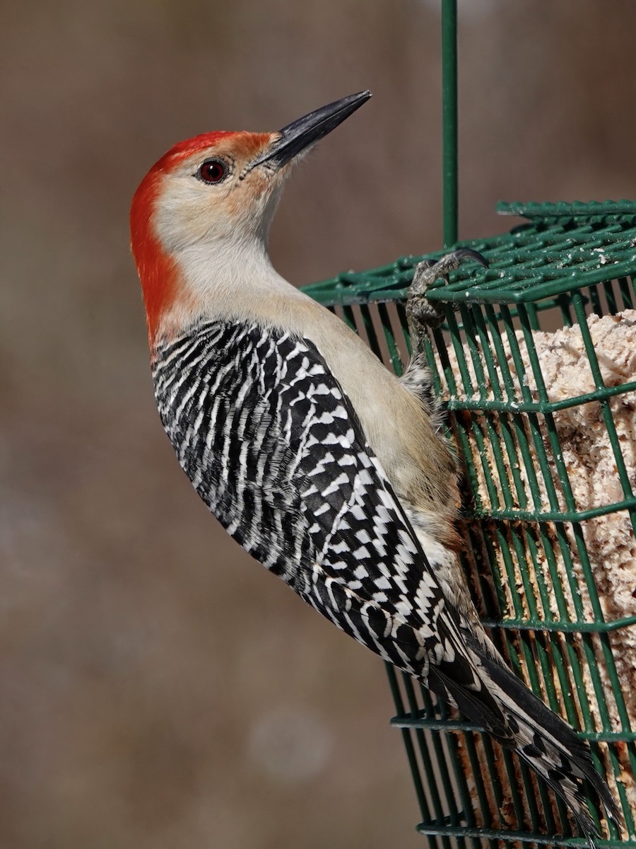 Red-bellied Woodpecker - ML546581421