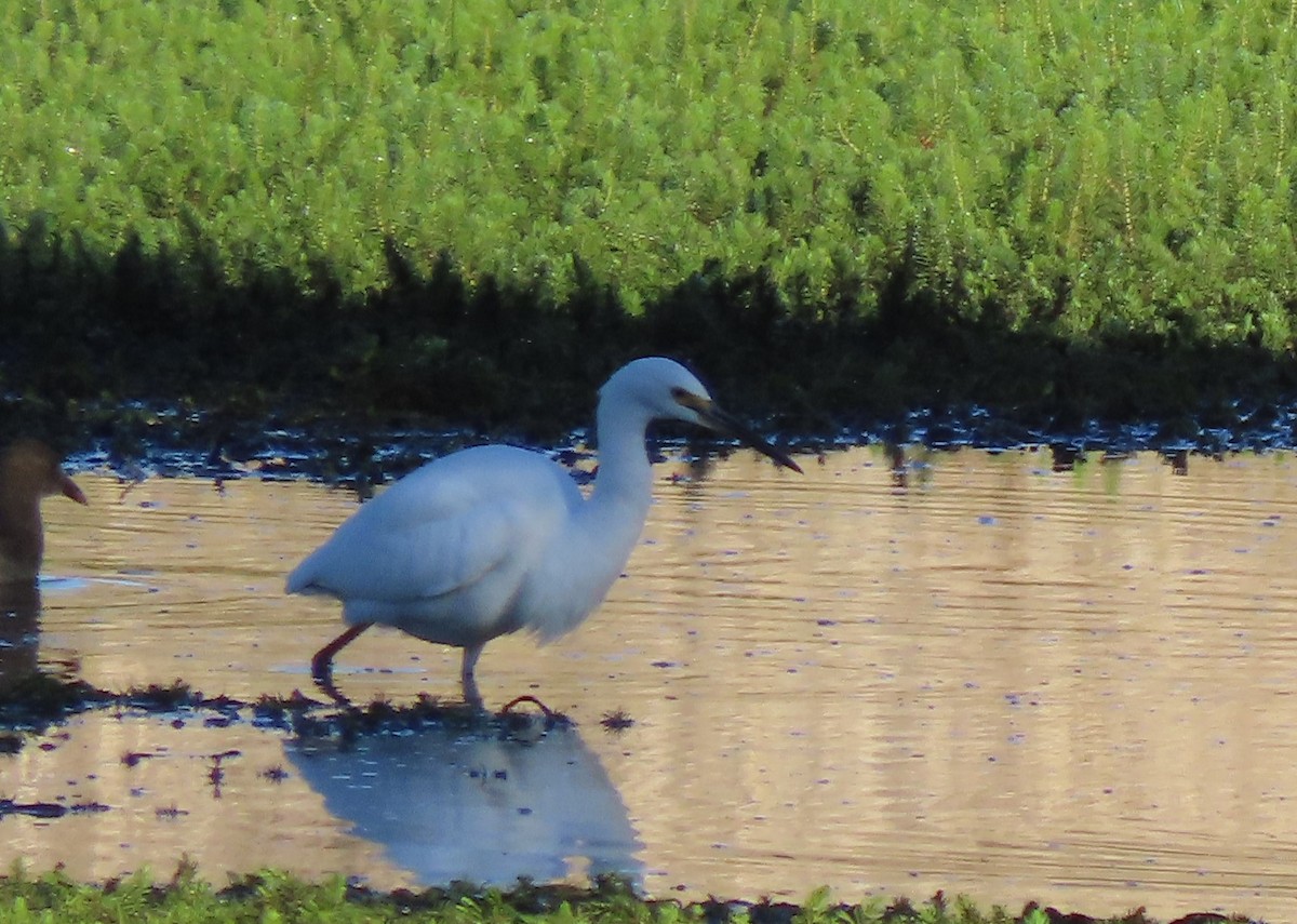 Little Egret - Sandra Henderson