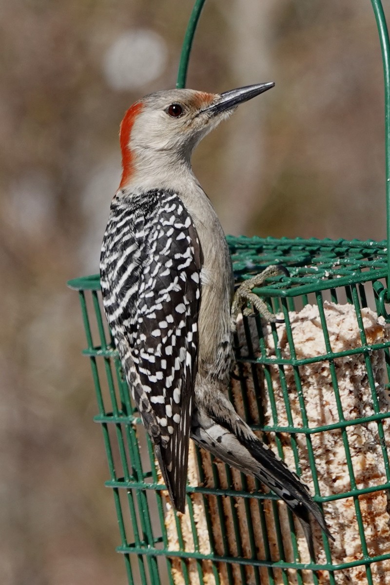 Red-bellied Woodpecker - ML546581521
