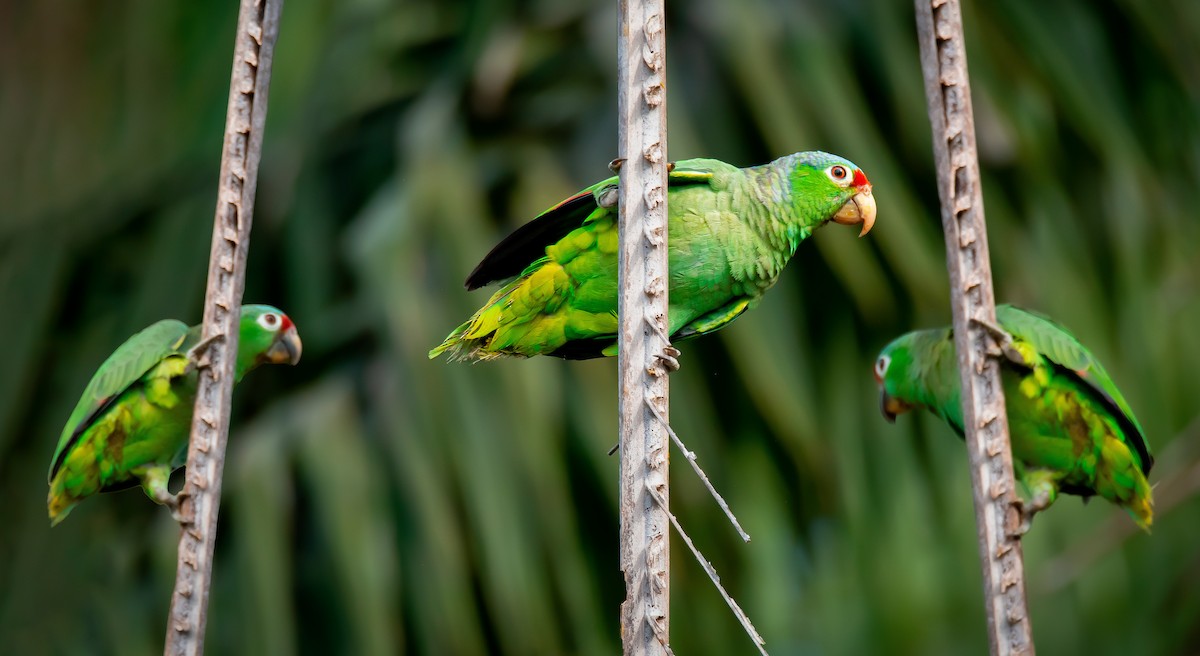Red-lored Parrot - Jose Ulate