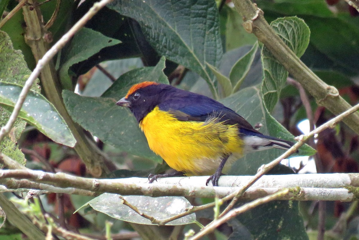 Tawny-capped Euphonia - ML546582871