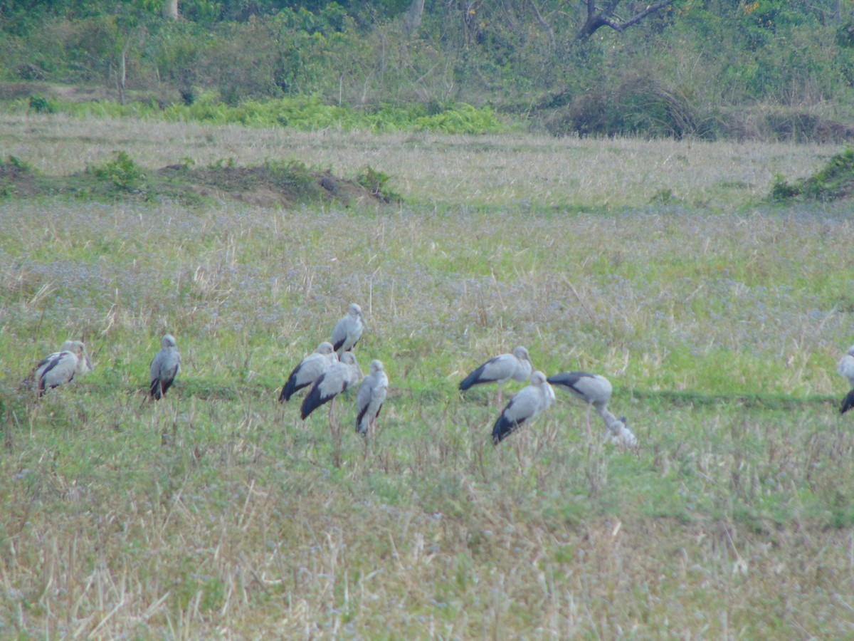 Asian Openbill - ML54658321