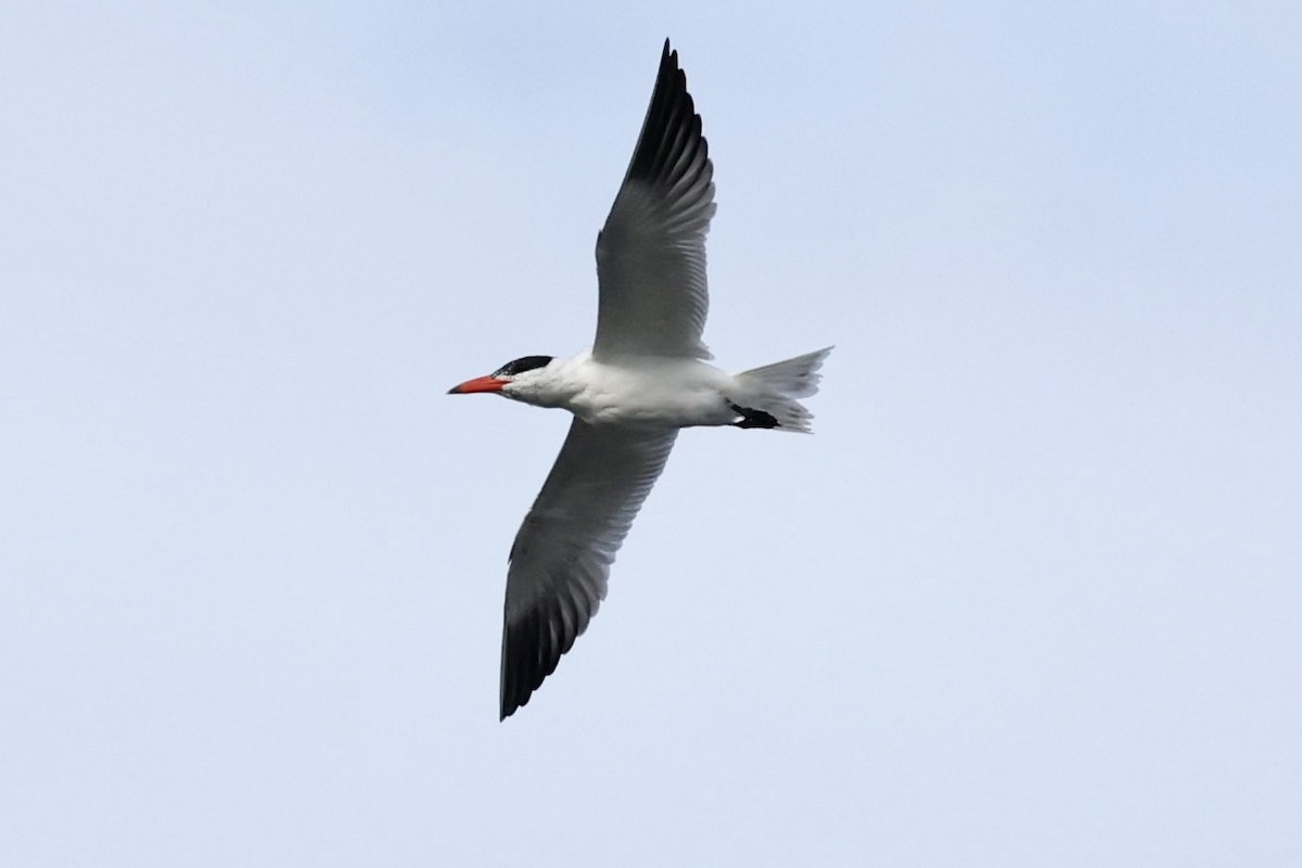 Caspian Tern - ML546583681