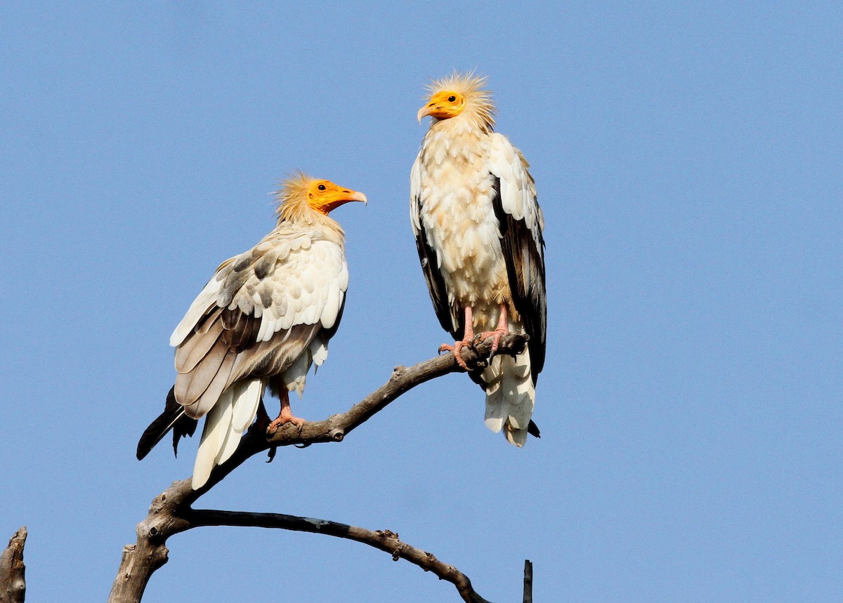 Egyptian Vulture - ML54658371