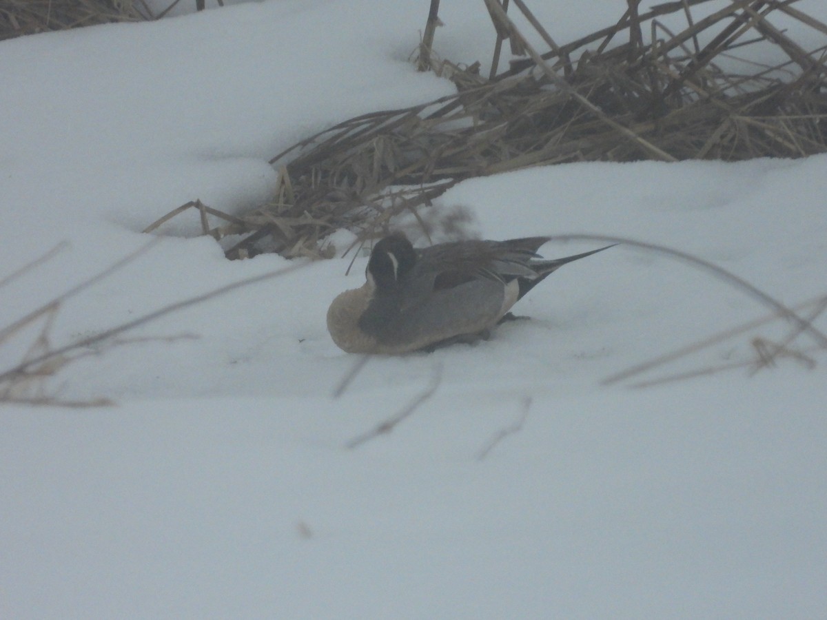 Northern Pintail - ML546584321