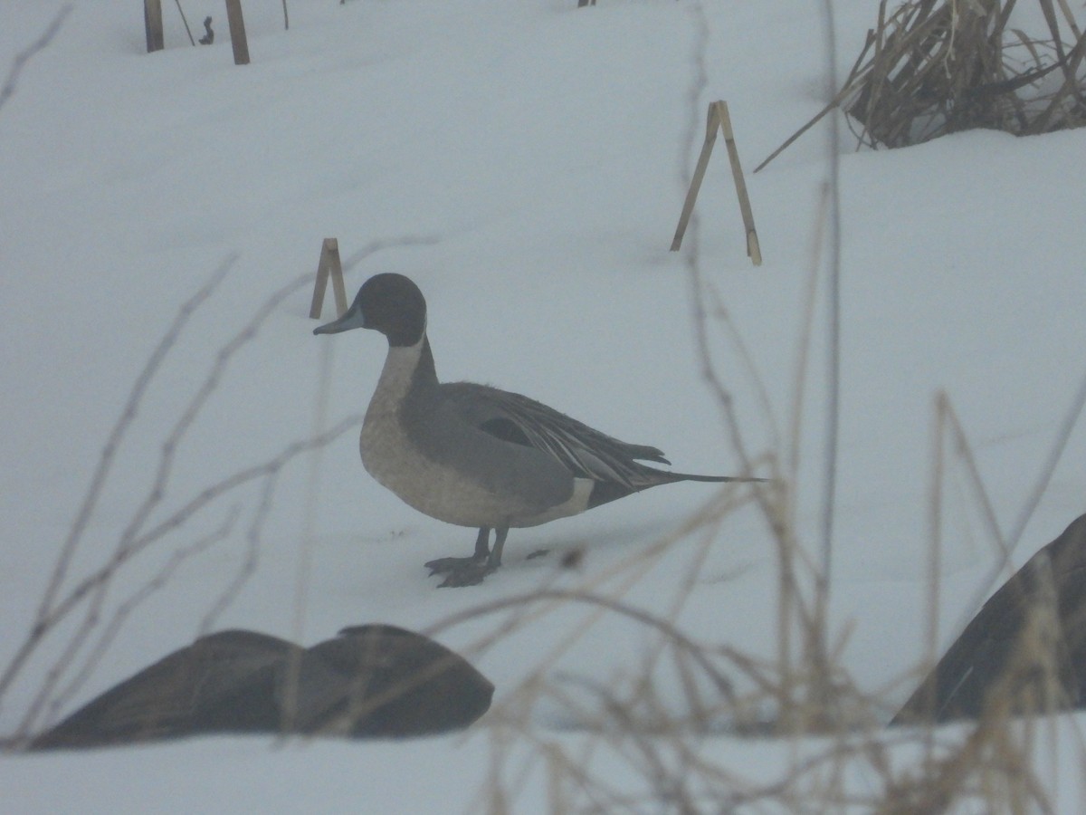 Northern Pintail - ML546584331