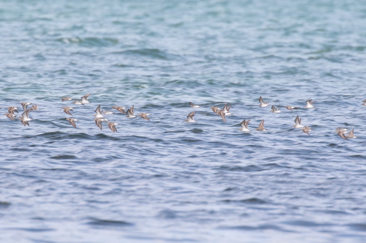 Western Sandpiper - ML546585321