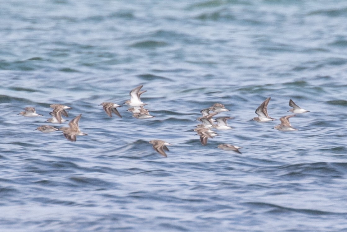 Western Sandpiper - ML546585331