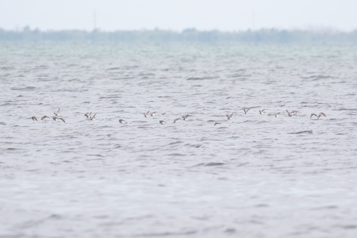 Western Sandpiper - ML546585341