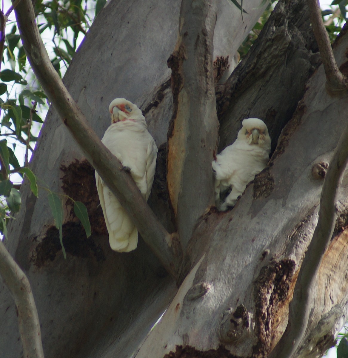 Long-billed Corella - ML54658541