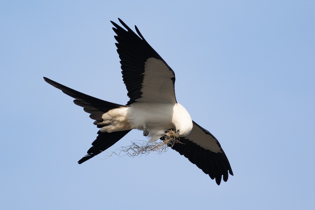 Swallow-tailed Kite - Xiaoni Xu