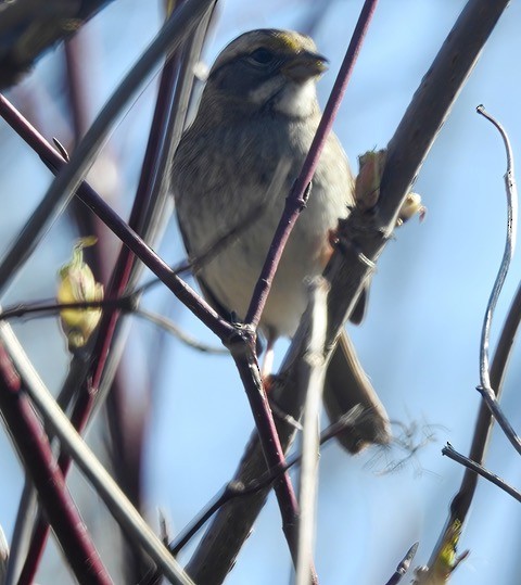 White-throated Sparrow - ML546585781