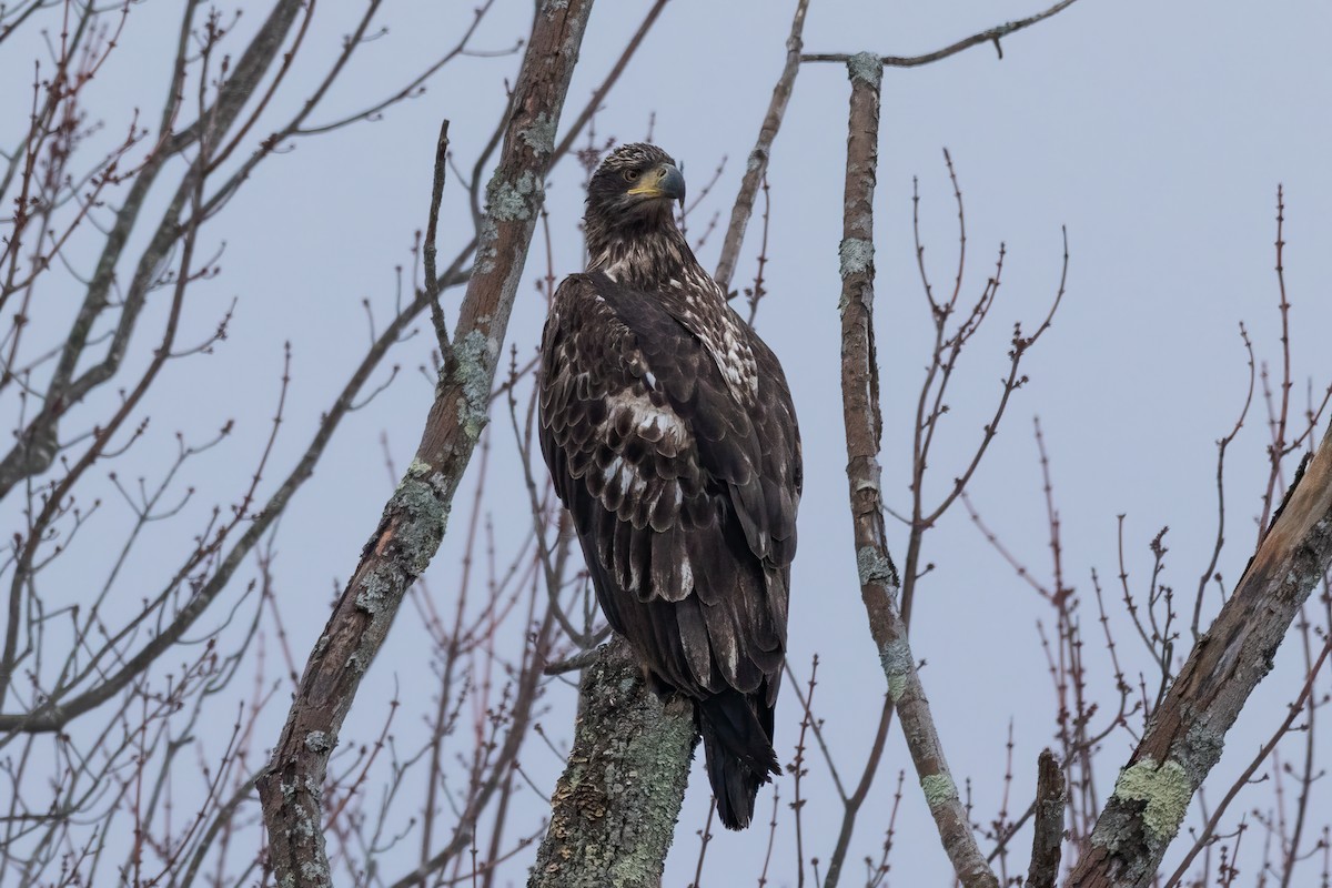 Bald Eagle - ML546587021