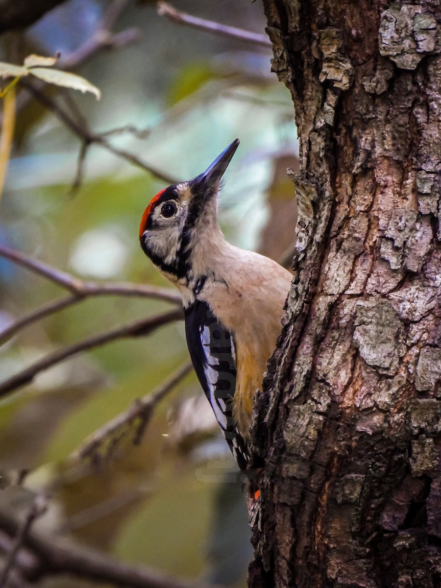 Himalayan Woodpecker - ML546587491