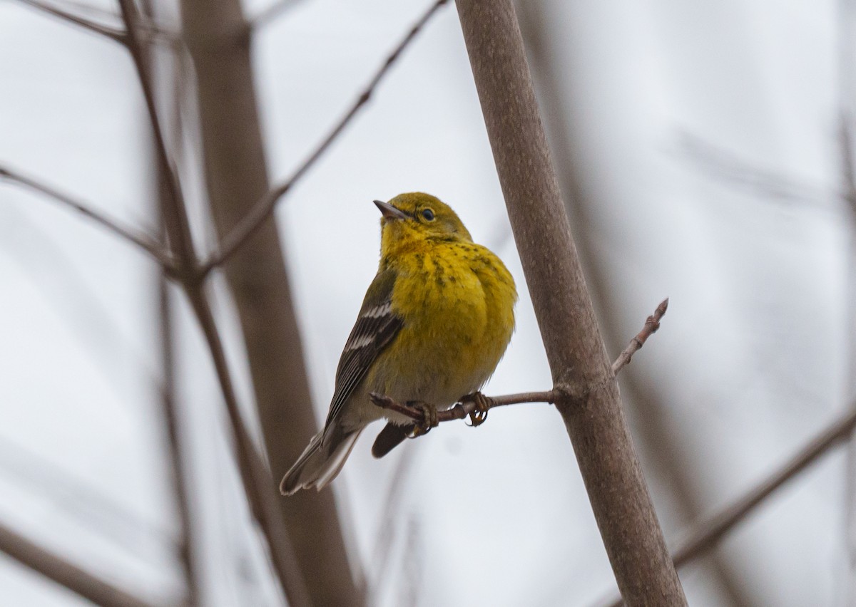 Pine Warbler - ML546587511