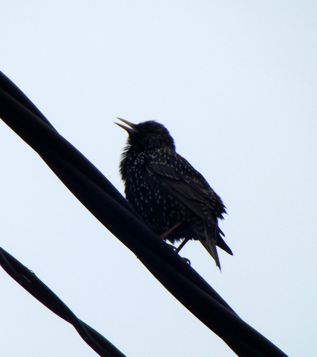 European Starling - ML54658791